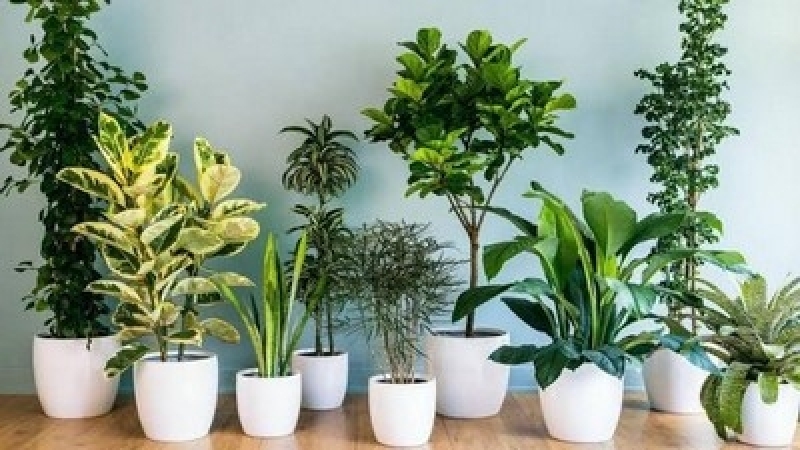 Plantas Arbustivas Ornamentais Preços São Leopoldo - Plantas Ornamentais para Vasos