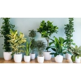plantas ornamentais para interiores preços Cidade Ocidental