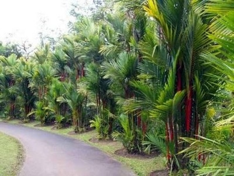 Venda de Planta Bananeira de Jardim Barra Mansa - Planta Redonda para Jardim